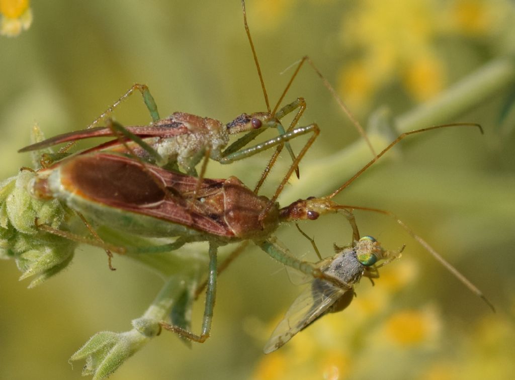 Reduviidae: Zelus renardii (Kolenati, 1857)